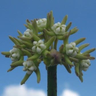 Sarcostemma viminale - 3 Seed Pack - Image 7