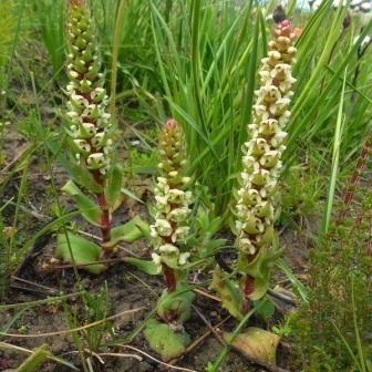 Satyrium bicallosum - 10+ Seed Pack