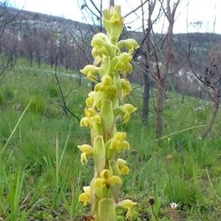 Satyrium bicorne - Goue-trewwa, Langtrewwa, Ouma-trewwa, Trewwa, Ewwa-trewwa - 10+ Seed Pack