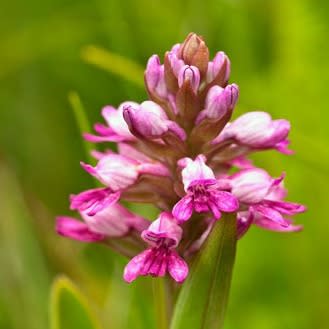 Satyrium breve - 10+ Seed Pack