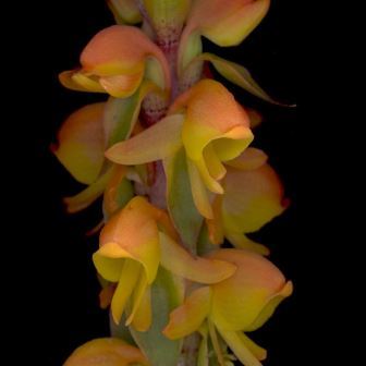 Satyrium coriifolium - 10+ Seed Pack