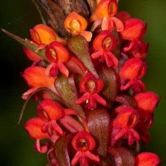 Satyrium coriophoroides - 10+ Seed Pack - Image 2