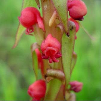 Satyrium coriophoroides - 10+ Seed Pack