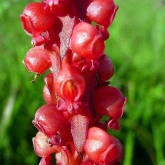 Satyrium coriophoroides - 10+ Seed Pack - Image 3