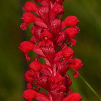 Satyrium coriophoroides - 10+ Seed Pack - Image 4