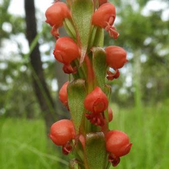 Satyrium coriophoroides - 10+ Seed Pack - Image 5
