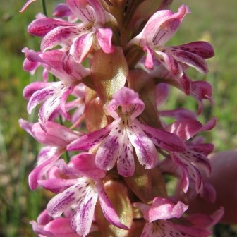 Satyrium erectum - 10+ Seed Pack