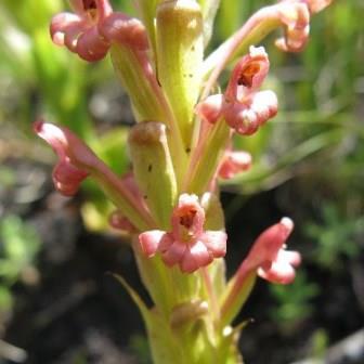 Satyrium foliosum - 10+ Seed Pack