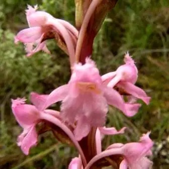 Satyrium membranaceum - 10+ Seed Pack