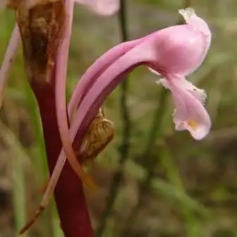 Satyrium membranaceum - 10+ Seed Pack - Image 2