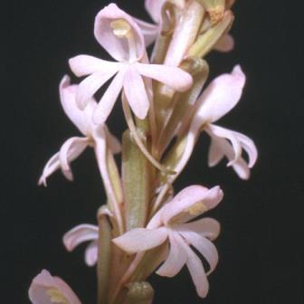 Satyrium pallens - 10+ Seed Pack
