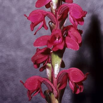 Satyrium rhodanthum - 10+ Seed Pack - Image 2