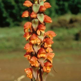 Satyrium sceptrum - 10+ Seed Pack - Image 2