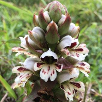 Satyrium sphaerocarpum - 10+ Seed Pack