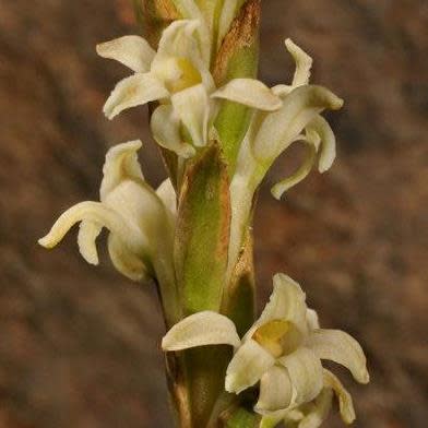Satyrium stenopetalum - 10 Seed Pack