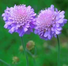 Scabiosa africana - Cape Scabious, Pincushion; Koringblom - 5 Seed Pack