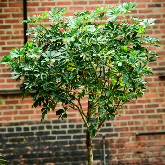 Schefflera arboricola - Hawaiian Elf Schefflera, Hawaiian Schefflera, Australian Umbrella - 5 Seed Pack - Image 3