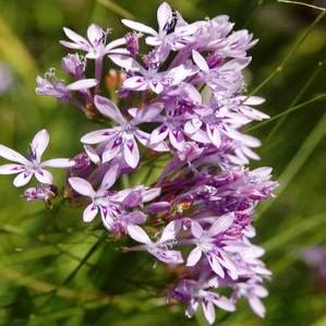 Schizorhiza neglecta - 5 Seed Pack