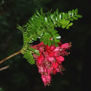 Schotia afra - Karoo Boer-Bean; Karoo Huilboerboon Bonsai & Bonsai eBook - 10 Seed Pack - Image 2