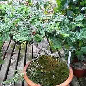 Schotia afra - Karoo Boer-Bean; Karoo Huilboerboon Bonsai & Bonsai eBook - 10 Seed Pack - Image 3
