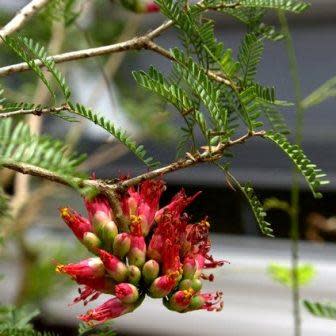 Schotia afra - Karoo Boer-Bean; Karoo Huilboerboon Bonsai & Bonsai eBook - 10 Seed Pack - Image 4