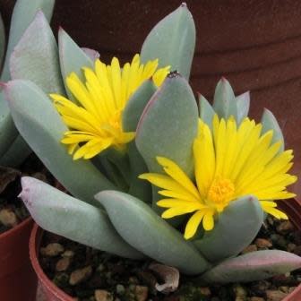 Schwantesia triebneri - 5 Seed Pack
