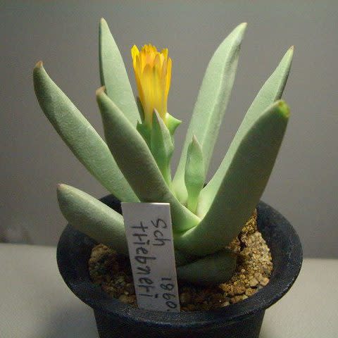 Schwantesia triebneri - 5 Seed Pack - Image 2