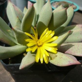 Schwantesia triebneri - 5 Seed Pack - Image 3