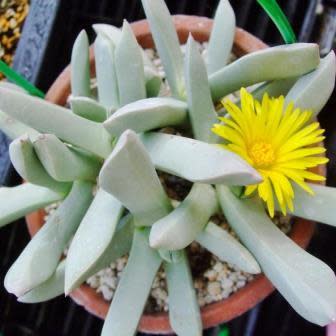 Schwantesia triebneri - 5 Seed Pack - Image 4