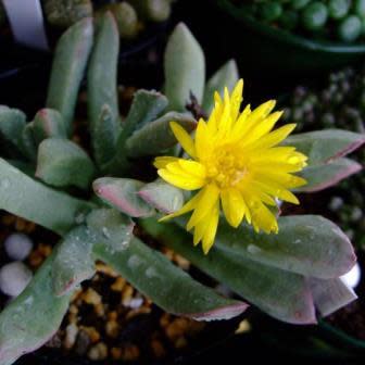 Schwantesia triebneri - 5 Seed Pack - Image 5