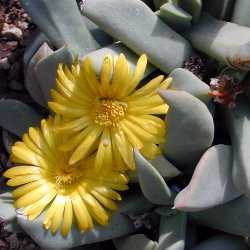 Schwantesia triebneri - 5 Seed Pack - Image 6