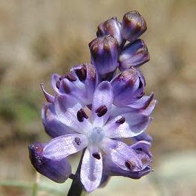 Scilla autumnalis - 5 Seed Pack - Image 2