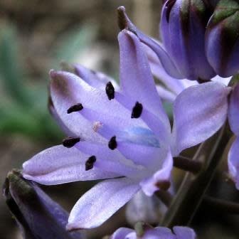 Scilla autumnalis - 5 Seed Pack - Image 3