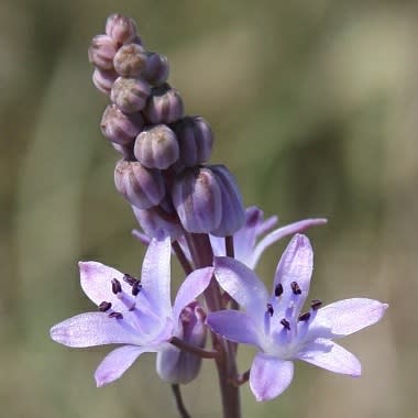 Scilla autumnalis - 5 Seed Pack - Image 4
