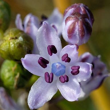 Scilla autumnalis - 5 Seed Pack - Image 5