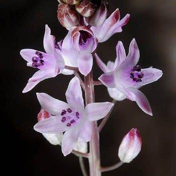 Scilla autumnalis - 5 Seed Pack - Image 6