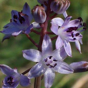 Scilla autumnalis - 5 Seed Pack - Image 7