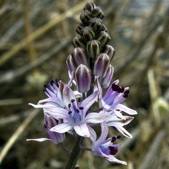 Scilla autumnalis - 5 Seed Pack - Image 8