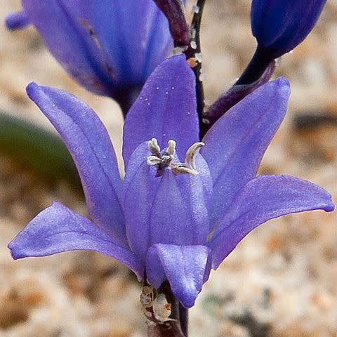 Scilla cf odorata Dark Blue - 5 Seed Pack - Image 2