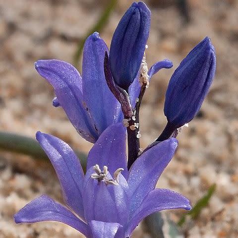 Scilla cf odorata Dark Blue - 5 Seed Pack - Image 3