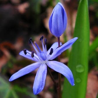 Scilla cf odorata Dark Blue - 5 Seed Pack - Image 4
