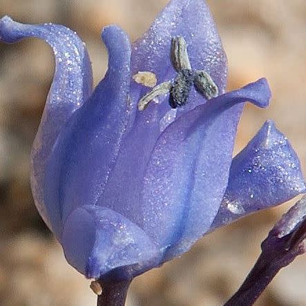 Scilla cf odorata Dark Blue - 5 Seed Pack - Image 5