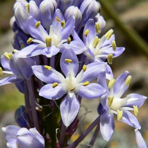 Merwilla plumbea (Scilla natalensis) - Blousalngkop; Blue Squill, Blue Hyacinth - 5 Seed Pack