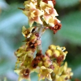 Searsia batophylla - Bramble Currant; Braamtaaibos - 5 Seed Pack - Image 2
