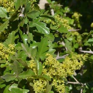 Searsia gueinzii - Thorny Karee - 5 Seed Pack