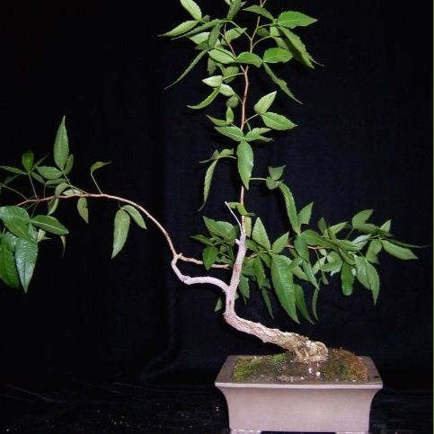 Searsia leptodictya (Rhus leptodictya) - Bergkaree; Mountain Karee Bonsai & Bonsai eBook - 5 Seed Pack