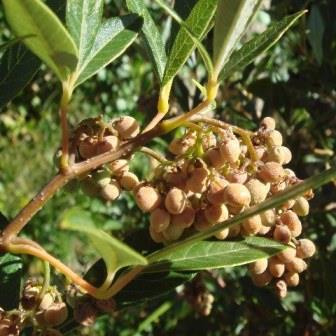 Searsia tomentosa (Rhus tomentosa) - Wild Currant - 5 Seed Pack - Image 2