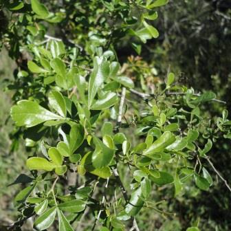 Searsia undulata - Kuni-Bush; Koeniebos - 5 Seed Pack
