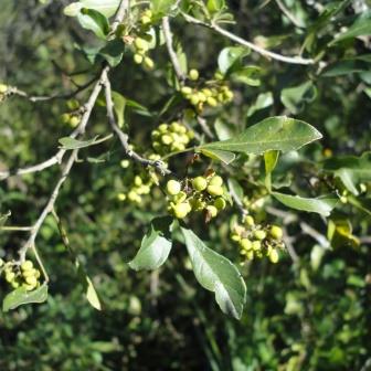 Searsia undulata - Kuni-Bush; Koeniebos - 5 Seed Pack - Image 2