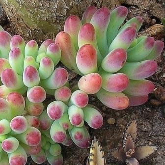 Sedum pachyphylum - 10+ Seed Pack